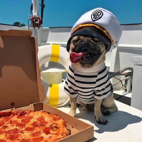 Pizza Dog, Funny Pugs, Doug The Pug, Baby Pugs, Pug Puppies, Pugs Funny, Silly Dogs, A Pug, Cute Pugs