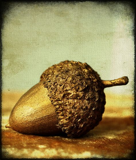 Lovely macro shot of an acorn painted gold, akin to how nature colours much of the world this time of the year. #gold #vintage #fall #autumn #acorn Acorn Meaning, Acorn Cottage, Golden Acorn, Acorn Painting, Color Seasons, Crafts Clothes, Thrift Store Crafts, Last Words, Crisp Air