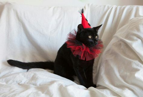 Scary Cute Halloween Costumes, Halloween Costumes For Cats, Animal Pfps, Cat In Costume, Animals In Hats, Cat Halloween Costume Pet, Costumes For Cats, Cat Halloween Costumes, Cat With Hat