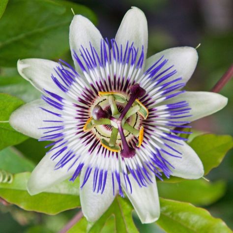 Buy blue passion flower Passiflora caerulea: Delivery by Waitrose Garden in association with Crocus Passion Fruit Flower, Blue Passion Flower, Creepers Plants, Passion Vine, Making Plant Pots, Cactus Planta, Garden Vines, Coastal Gardens, Passion Flower