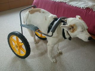 Home-made dog wheelchair Diy Dog Wheelchair, Paralyzed Dog, Dogs Accessories, Dog Wheelchair, Disabled Dog, Wheel Chair, By Any Means Necessary, Diy Dog, Diy Stuffed Animals