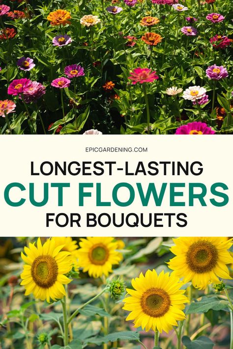 Longest Lasting Cut Flowers, Flower Garden For Bouquets, How To Grow Flowers For Bouquets, Grow Flowers For Wedding, Best Flowers To Grow For Bouquets, Flowers To Grow For Bouquets, Best Flowers For Bouquets, Cut Flowers Garden, Cut Flower Bouquet Ideas