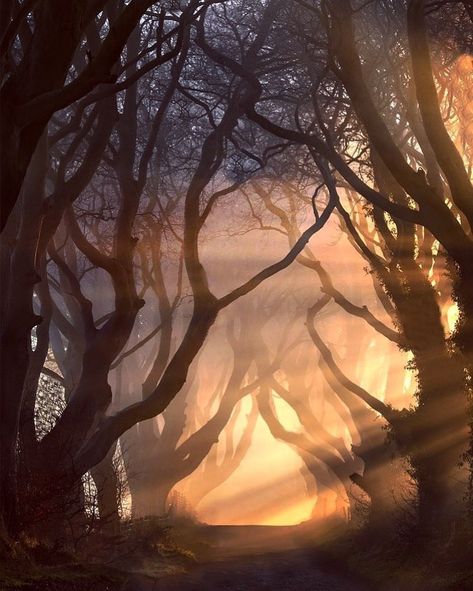 Ireland images on Instagram: “• #raw_ireland • . ✨Featured Artist:  @leehowdle . ✨ . ________________________________________________ ✨✨CONGRATULATIONS!✨✨…” Orange Tree Aesthetic, Ireland Images, The Dark Hedges, Ireland Aesthetic, Tree Aesthetic, Images Of Ireland, Dark Hedges, Wake Up Early, Orange Tree