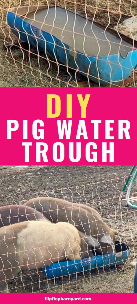 Pig Water Trough, Diy Pig Feeder, Pig Trough, Pig Shelter, Pig Waterer, Homestead Projects, Homesteading Diy Projects, Kune Kune Pigs, Raising Pigs