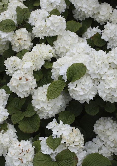 Shrubs require less maintenance than other flowering plants, and tend to look better all-year-round. Kelly Norris is a passionate horticulturist and lifelong gardener, and below he's shared some of his top picks for flowering shrubs. Snowball Bush, Viburnum Plicatum, Bushes And Shrubs, Smelling Flowers, Flowering Bushes, Fragrant Plant, Tree Nursery, Garden Shrubs, Low Maintenance Garden