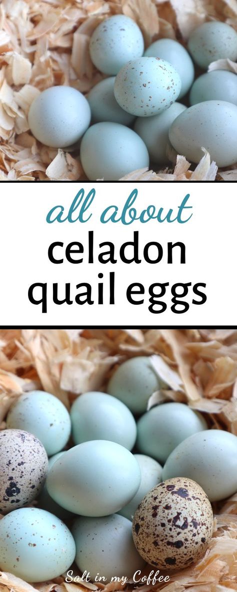 What are Celadon Quail, and where can you get them? #quail #quaileggs #celadon #homesteading Raising Quail For Eggs, Celadon Quail, Quail Care, Quail Breeds, Backyard Quail, Quail Raising, Pickled Quail Eggs, Coturnix Quail, Button Quail