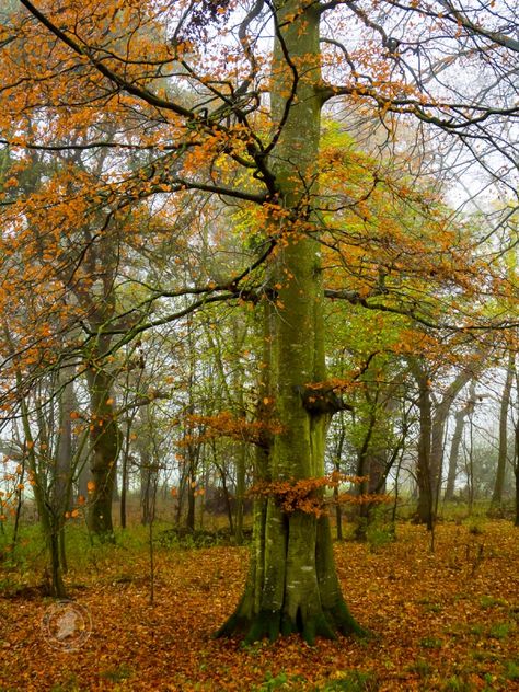 Beech trees fagus sylvatica are one of the finest trees to find in an Irish woodland. This non-native species was introduced at some point in history, many centuries ago at least, and has become so widespread that it would appear to be a native Irish tree.  Growing very tall, beech trees often provide shelter for the forest floor below and, as seen in the image above, it often holds on to its leaves through autumn and winter giving a lovely red/brown to the woodland landscape above ground level. Uk Trees, British Trees, American Beech Tree, Native Irish Trees, Puzzlewood Forest England, Visit Dublin, Beech Tree, Forest Floor, Woodland Scene