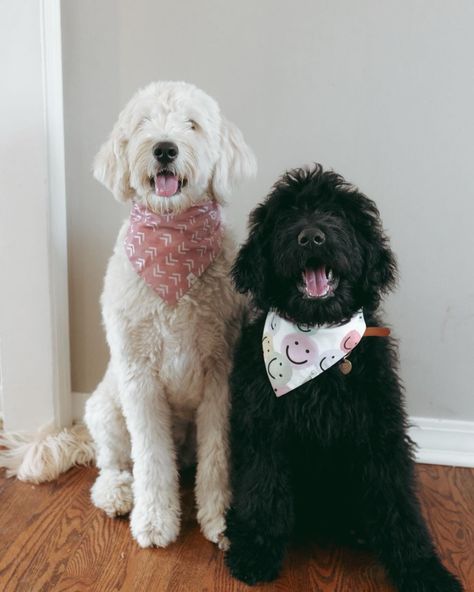 just a couple of cutie doods who’ll do anything for a treat!🍭 🌸 bandanas: @califluffco || Oscar is wearing the Ralph Bandana ☻ @thegolden_sonny 💫 leather collars: @barkworthyco || i&o10 🫶🏻 #goldendoodleduo #blackgoldendoodle #creamgoldendoodle #califluffco #ralphbandana #doghome Goldendoodle Black, Photos With Dog, The Drop, Digital Resources, Leather Collar, Dog Photography, Now Open, Instagram Page, Goldendoodle