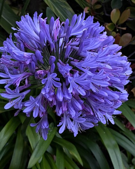 It’s day 2 of painting all the flowers in the backyard !! Today I painted the Agapanthus aka Lily of the Nile . I have always thought these plants are beautiful and the each stem of flowers is like a beautiful bouquet . I definitely added more colors to the flowers . I had super fun painting these . #agapanthusflower #lilyofthenile #paintingalltheflowers #alltheflowersinmyyard #paintingflowersmakesmehappy #nullssummerofexplorationandinnovation #floralstudies #paintyourheartout #makeartthatmak... Lily Of The Nile, The Nile, Beautiful Bouquet, The Flowers, Flower Painting, Lily, Plants, Flowers