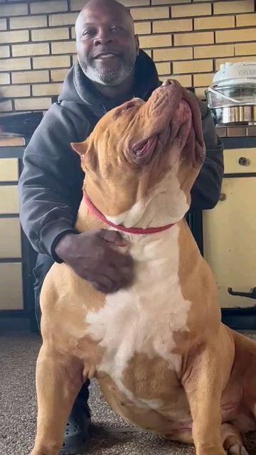 Redlion Master on Instagram: "Biggest bully in California. Making California big dog great again" Pitbull Dog Video, Pitbull Video, Cute Pitbull Puppies, Pitbull Dog Breed, Hilarious Dogs, Giant Dog Breeds, Bully Breeds Dogs, Big Dog Breeds, Dog Video