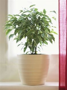 Don't let anyone fool you—growing indoor plants is easy and just as fun as having an outdoor garden. In fact, indoor plants not only help clean the environment around them, but they act as a quick decorating tool. We found 15 hardy indoor house plants that anyone can keep alive and thriving. If you've got kids or pets, do note before you buy: some may be toxic. PothosC.O.T/a.collectionRF/amana Ficus Tree Indoor, Best Office Plants, Easy Indoor Plants, Tree Indoor, Low Light Indoor Plants, Indoor House Plants, House Tree, Ficus Tree, Indoor Trees