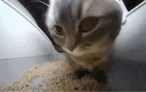 Cat Kitty GIF - Cat Kitty Cute cat - Discover & Share GIFs Dancing Cat Gif, Dancing Cat, Silly Cats Pictures, Banner Gif, Anime Body Drawing, Cat Icon, Boom Boom, Funny Cat Pictures, Music Memes