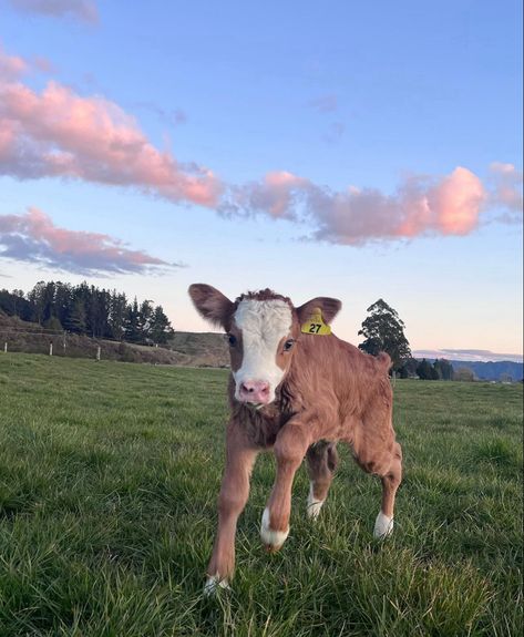 Cute Cow Desktop Wallpaper, Farm On The Beach, Farm Animal Aesthetic, Farm Animals Aesthetic, Country Lifestyle Farm Life, Faye Core, Cottage Animals, Cow Ranch, Pretty Cows