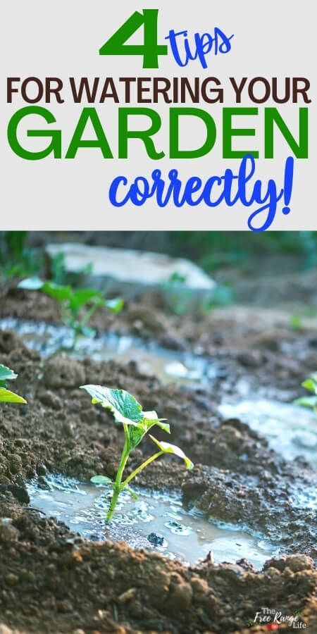 Water Garden Plants, Master Gardener Program, Saving Seeds, Garden Watering System, Vegetable Gardening Ideas, Peaceful Garden, Gardening Guide, Vegetable Garden Tips, Garden Sprinklers