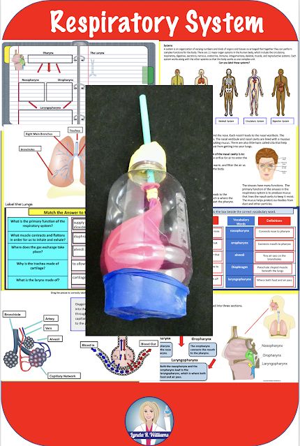 Human Body Activities For Middle School, Middle School Anatomy Activities, Body Systems Project Middle School, Human Body Systems Projects Middle School, Human Body Unit Study Middle School, Body Systems Middle School, Teaching Body Systems, Anatomy Activities, Pulmonary System