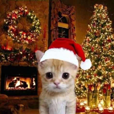 Funny Christmas Pfp, Christmas Cat Memes, Christmas Profile Pictures, Dog Christmas Pictures, Jazz Cat, Merry Christmas Cat, Funny Christmas Pictures, Cute Text Symbols, Iphone Wallpaper Cat