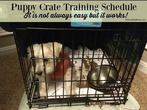 Puppy Crate Training Schedule, Crate Training Schedule, Crate Training Puppy Schedule, Puppy Crate Training, Puppy Potty Training Tips, Crate Training Puppy, Background Grey, Puppy Crate, Puppy Time