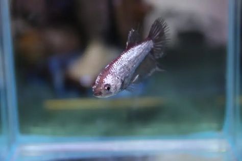 Baby Betta Fish, Female Betta Fish, Betta Tank Mates, Female Betta, Fish Feeding, Breeding Betta Fish, Male Vs Female, Community Tanks, Betta Fish Care