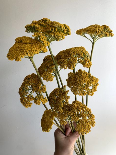 Green Flower Arrangements, Yellow Yarrow, Filler Flowers, Long Stem Flowers, Yellow Wildflowers, December Calendar, Boquette Flowers, Flower Guide, Flower Therapy