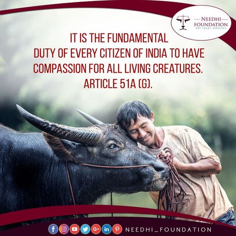 It is the fundamental duty of every citizen of India to have compassion for all living creatures. Article 51A(g). #needhifoundation #nri #nrilegalservice #law #indianlaw #lawpoints #indianlawpoints #lawstudents #india #freelegaladvice #legalservices #lawbytes #ipc Law Student, Legal Services, Legal Advice, India, Movie Posters, Film Posters