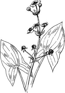 Katniss plant (Sagittaria) - plant love meets literary love Katniss Flower, Katniss Plant, Hunger Games Tattoo, Leaf Identification, Artsy Tattoos, Printable Flower Coloring Pages, Plant Bugs, Plant Sketches, Arrowhead Plant