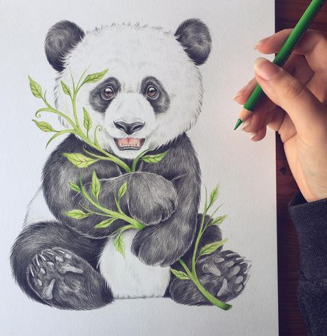 Illustrator 👩🏻‍🎨 on Instagram: “This is a BIG happy Saturday post as last night I reached the big 200k! I am overwhelmed with your support and the confidence you give me…” Panda Sketch, Cute Panda Drawing, Panda Artwork, Panda Tattoo, Panda Drawing, Animal Drawings Sketches, Bear Drawing, Panda Art, Japon Illustration