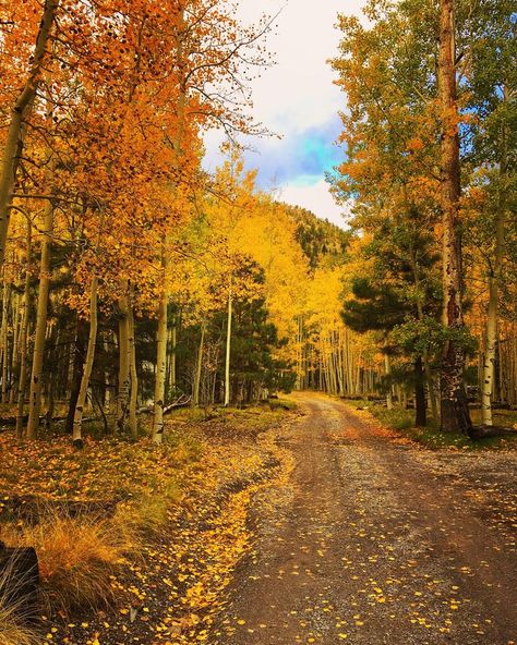 Slightly north of Flagstaff, Arizona #flagstaff #arizona #visitarizona #usa #fall #autumn Flagstaff House, Arizona Attractions, Arizona Aesthetic, Arizona Living, Visit Arizona, Havasu Falls, Hotel Inspiration, Flagstaff Arizona, Flagstaff Az