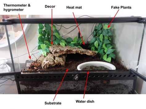 The terrarium setup for a Pacman frog is quite simple. Click here to for the setup detail. Toad Tank Setup, Frog Tank Ideas Aquarium, Frog Setup, Pet Frog Habitat Terrariums, Frog Terrarium Ideas, Green Tree Frog Enclosure, Pacman Frog Terrarium, Pacman Frog Tank, Pacman Frog Enclosure