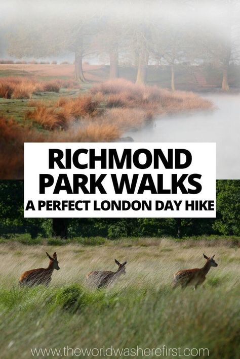 Richmond London, Europe Train Travel, Epping Forest, Richmond Park, St Pauls Cathedral, Park Trails, London Park, River Thames, Park Homes