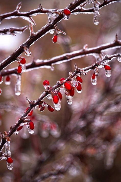 Rain Aesthetics, Freezing Rain, Ice Storm, Ivy House, Winter Frost, Frozen In Time, Winter Magic, Winter Wonder, Fall Foliage