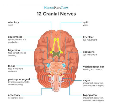 Cranial Nerves Function, 12 Cranial Nerves, Brain Anatomy And Function, Nervous System Anatomy, Nerve Anatomy, Sistem Saraf, Facial Nerve, Basic Anatomy And Physiology, Medical Student Study