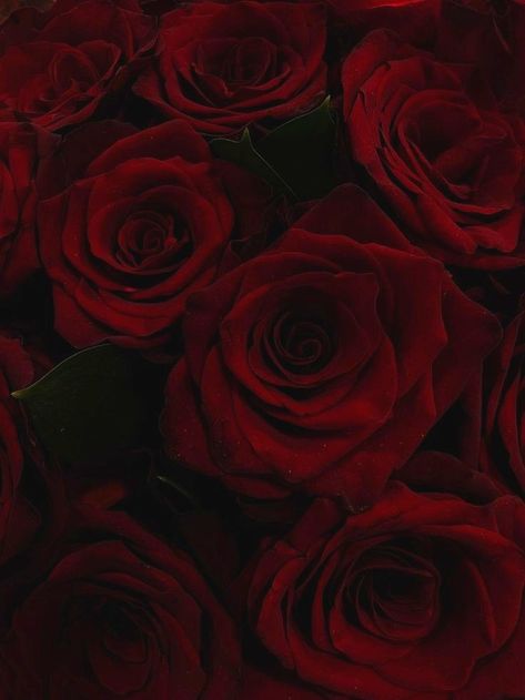 Red Aesthetic Roses, Black Mood Board, Maroon Aesthetic, Burgundy Aesthetic, I Manifest, Red Aesthetic Grunge, Red And Black Wallpaper, Dark Red Background, Dark Red Roses