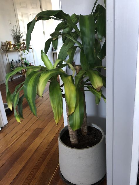 Happy Plant Dracaena, How To Care For Dracaena Plant, Corn Plants Indoor, Brown Leaves On Plants Houseplant, Corn Plant Problems, Draceana Plants, Dracena Plant Care, Corn Plant Indoor Care, Corn Plant Indoor