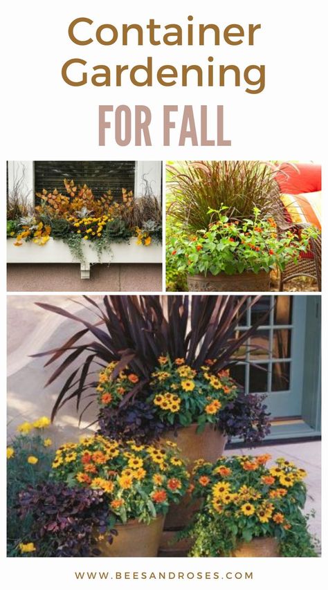 Enhance your autumn landscape with these stunning fall container gardens. Get inspired by our must-have designs! Fall Container Gardens Front Porches, Fall Container Gardening, Fall Container Plants, Food Organization, Alfresco Living, Fall Landscaping, Fall Outdoors, Fall Container Gardens, Fall Gardening