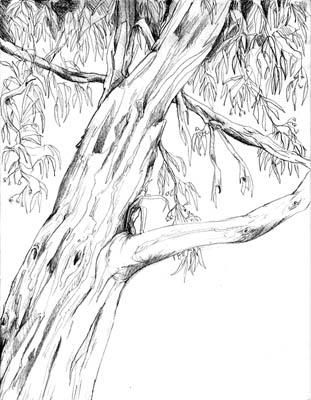 Eucalyptus Trees Take Root in California The Santa Barbara Independent Australian Trees Drawing, Gum Tree Drawing, Eucalyptus Tree Drawing, Eucalyptus Tree Tattoo, Gum Tree Tattoo, Eucalyptus Sketch, Bush Drawing, Tree Branch Tattoo, Mum Wedding