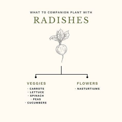 🌿 Companion Planting 101! One of the most common questions I get asked is what is companion planting, and what should I plant beside each other? Companion planting is really quite simple. It’s exactly what it’s name says – planting various types plants that are beneficial to one another together! One of the most commonly known companion planting combinations is tomatoes & basil, but there’s so much more that can be planted with tomatoes including chives, carrots and even marigolds! 🍅 In thi... Produce Garden, Planting Combinations, Outdoor Designs, Garden Vegetables, Tomato Plants, Common Questions, Companion Planting, Outdoor Design, Sustainable Living