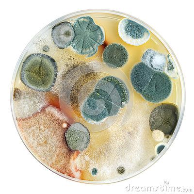 Petri dish with mold Microscopic Photography, Petri Dishes, Organic Juice, Bio Art, Petri Dish, Organic Fruit, A Level Art, Microbiology, Fruit And Veg