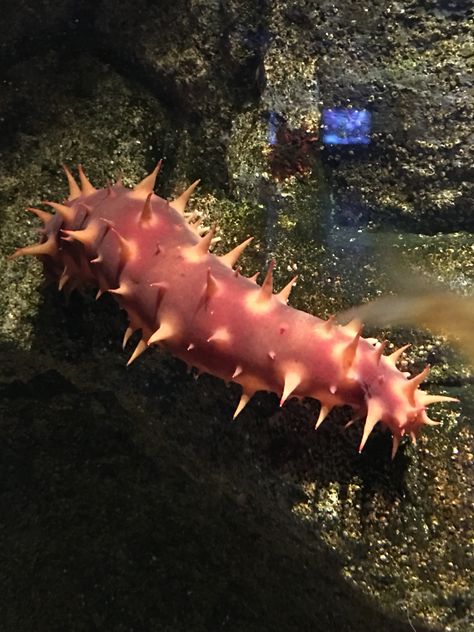 Giant Sea Cucumber Giant Sea Isopod, Giant Cuttlefish, Sea Cucumbers, Aquarium Pics, Undersea Creatures, Fish Under The Sea, Sea Life Creatures, Blue Nudibranch, Dreamy Ocean