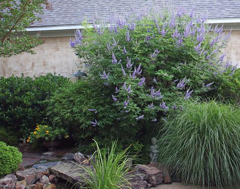 Southern Lagniappe: A Hummer and a Bee in a Chaste Tree Vitex Tree, Backyard Flowers Beds, Agnus Castus, Chaste Tree, Landscaping Trees, Specimen Trees, Bee Garden, Roof Garden, Garden Trees