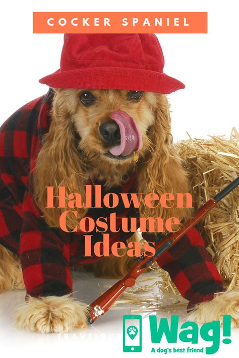 Creative Halloween Costume Ideas for Cocker Spaniels #cockerspaniel #dogs #dogbreeds #dogcostume #halloweencostume #halloweendog #trickortreat #dogactivities #wagwalking #wagdogwalking Cocker Spaniel Halloween Costume, Halloween Costumes For Dogs, Creative Halloween Costume Ideas, Costumes For Dogs, Halloween Dogs, Cavalier Dog, Best Costumes, The Best Halloween Costumes, Best Halloween Costumes