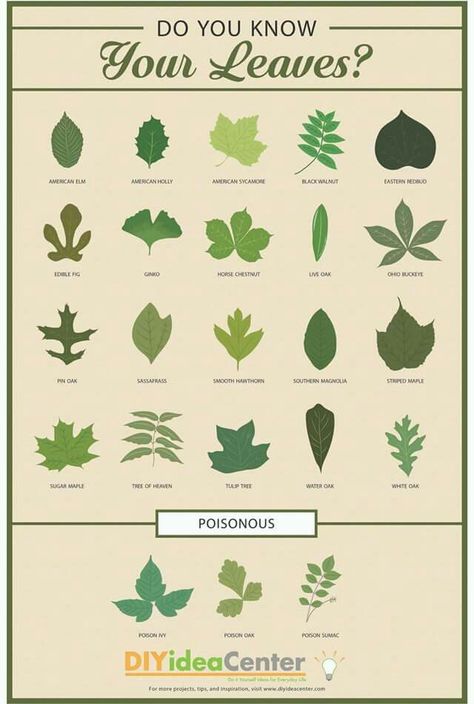 Plant Infographic, Leaf Identification Chart, Plant Leaf Identification, Garden Science, Tree Leaf Identification, Different Types Of Leaves, Identifying Trees, Science Plants, Types Of Leaves