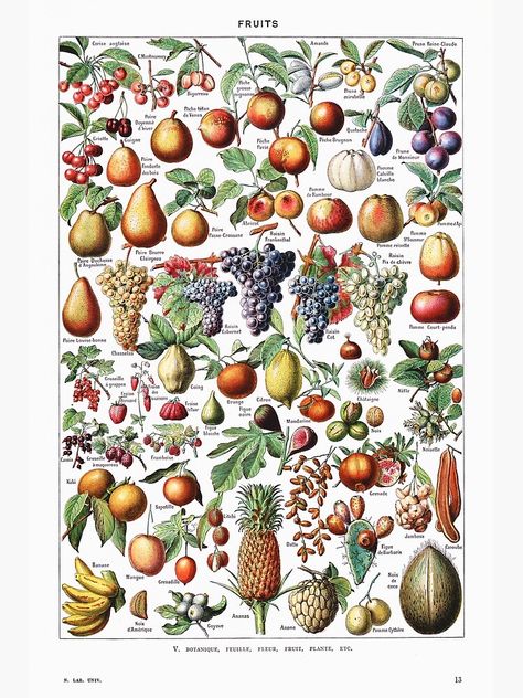 "Adolphe Millot - Fruits - Vintage french botanical illustration" Poster by Gardenlibrary | Redbubble Biology Poster, Fruit Wall Art, Antique Botanical Print, Illustration Botanique, Fruit Illustration, Botanical Poster, Scientific Illustration, Fruit Print, Wall Art Canvas Painting