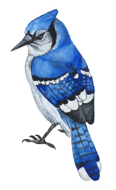 Flying Wallpaper, Angry Drawing, Bird Sketches, Blue Jay Art, Jay Blue, Bird Painting Acrylic, Drawing Blue, Blue Jay Bird, Background Cartoon