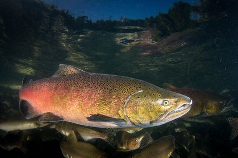 Large colourful spawning Chinook Salmon in the Phillips River. Chinook Salmon Art, Leaping Salmon, Salmon Tattoo, Salmon Species, Endangered Species Art, Cool Sea Creatures, Chinook Salmon, Swimming Photography, Wild Caught Salmon