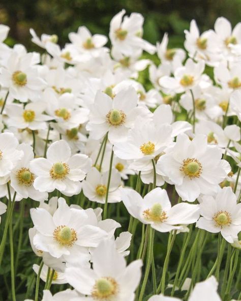 Anémone - Anemone Japanese Anemone White, Anenome Flower, Farmer Gracy, Japanese Anemones, Autumn Flowering Plants, Flower Island, Japanese Anemone, White Anemone, London Garden