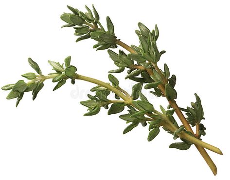 Sprig of thyme. Isolated on a white background #Sponsored , #sponsored, #Paid, #thyme, #white, #Isolated, #Sprig Thyme Essential Oil Uses, Essential Oils Properties, Thyme Recipes, Thyme Essential Oil, Maintaining Healthy Hair, Flower Essences, Coconut Oil Hair, Oil Uses, Essential Oil Uses