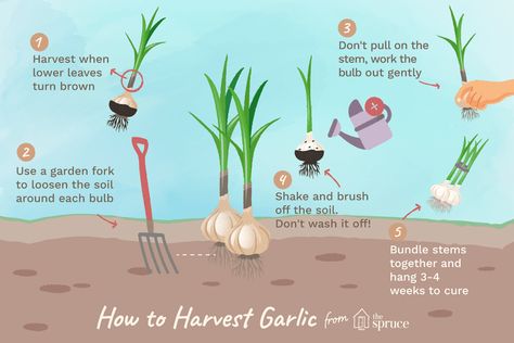 When To Pick Garlic, When To Harvest Garlic, Harvest Garlic, Store Garlic, Hug A Tree, Hardneck Garlic, Harvesting Garlic, How To Store Garlic, Mail Order Catalogs