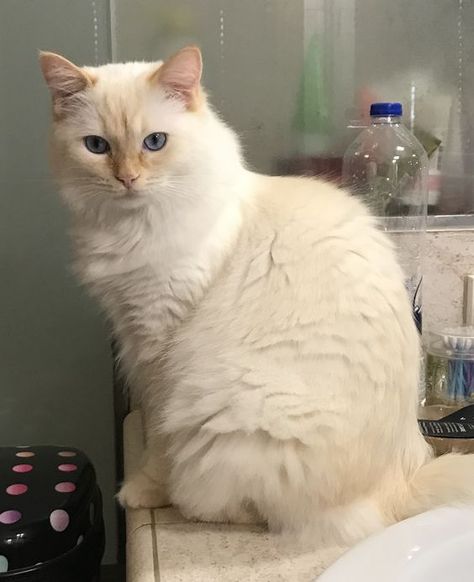 Lovely Flame Point Ragdoll Cream Point Ragdoll, Flamepoint Ragdoll Cat, Red Ragdoll Cat, Flame Point Ragdoll, Ragdoll Cat Colors, Fluffy Cat Breeds, Ragamuffin Cat, Flame Point, Ragdoll Cat Breed