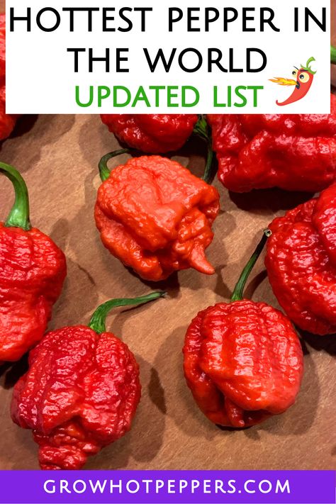 hottest pepper in the world list Garden Peppers, Growing Hot Pepper, Pepper Sauce Recipe, Mexican Chili, Chilli Plant, Growing Peppers, Hot Pepper Seeds, Hot Sauce Recipes, Carolina Reaper