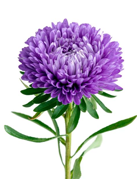 Single Purple Chrysanthemum Flower Crisantemo Tattoo, Purple Flower Names, Purple Colour Flowers, Chrysanthemum Morifolium, Purple Flowering Plants, Japanese Flower Tattoo, Fall Purple, Flower Of The Month, Mother's Day Bouquet